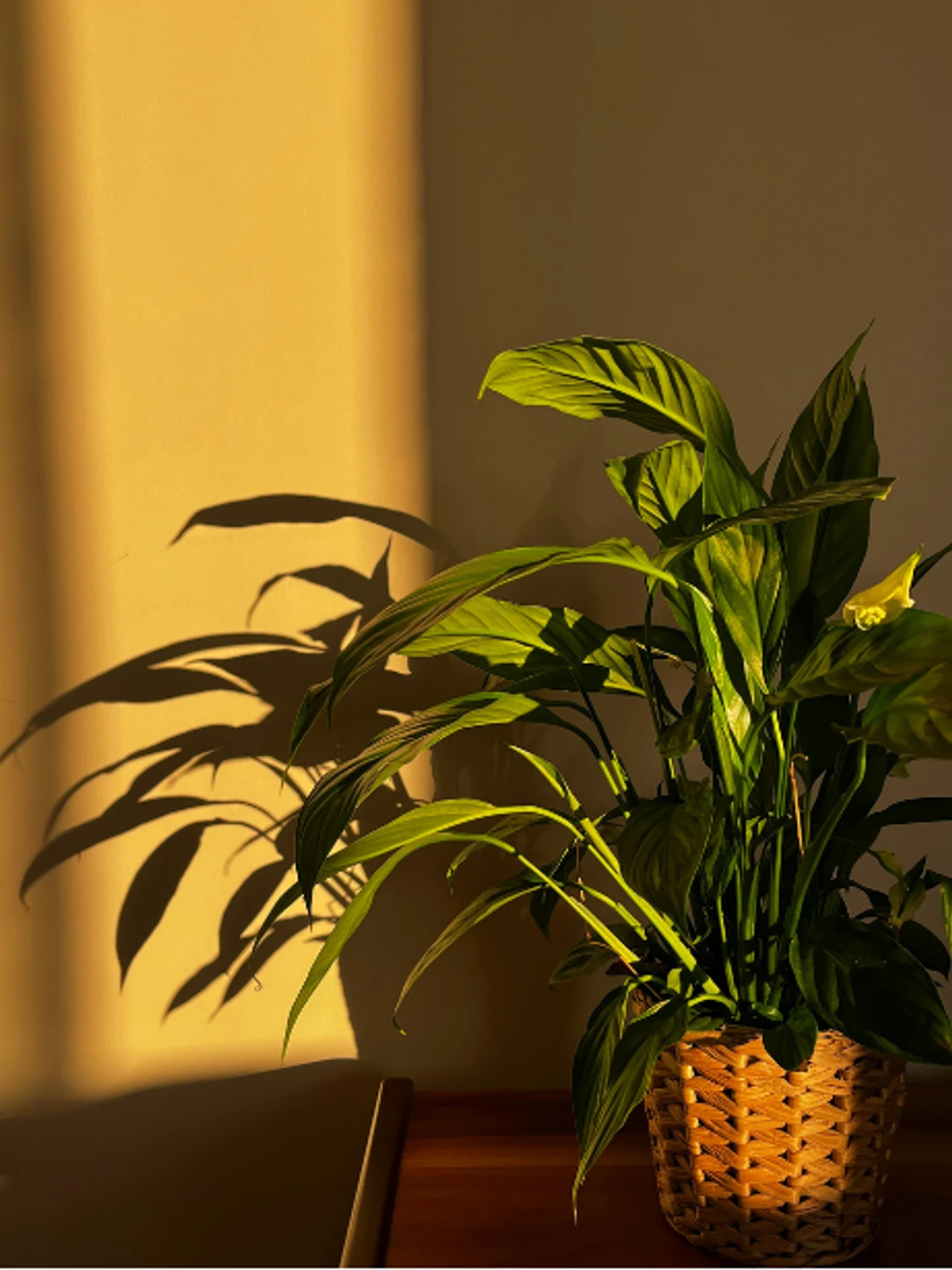 What Is Anxious Attachment? Signs, Patterns, and How to Heal