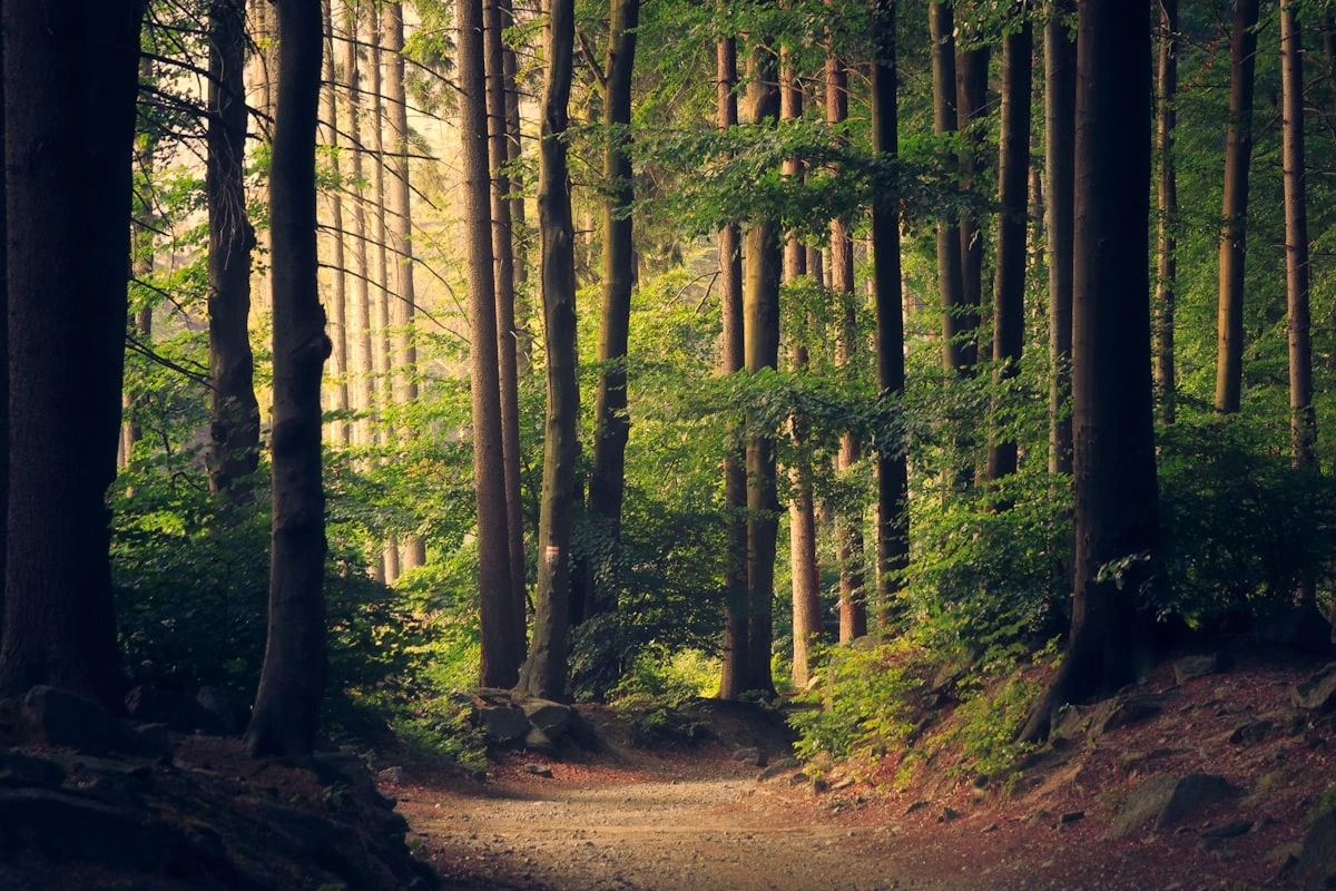 Healing Emerges from an Integration of Body, Mind, & Nature