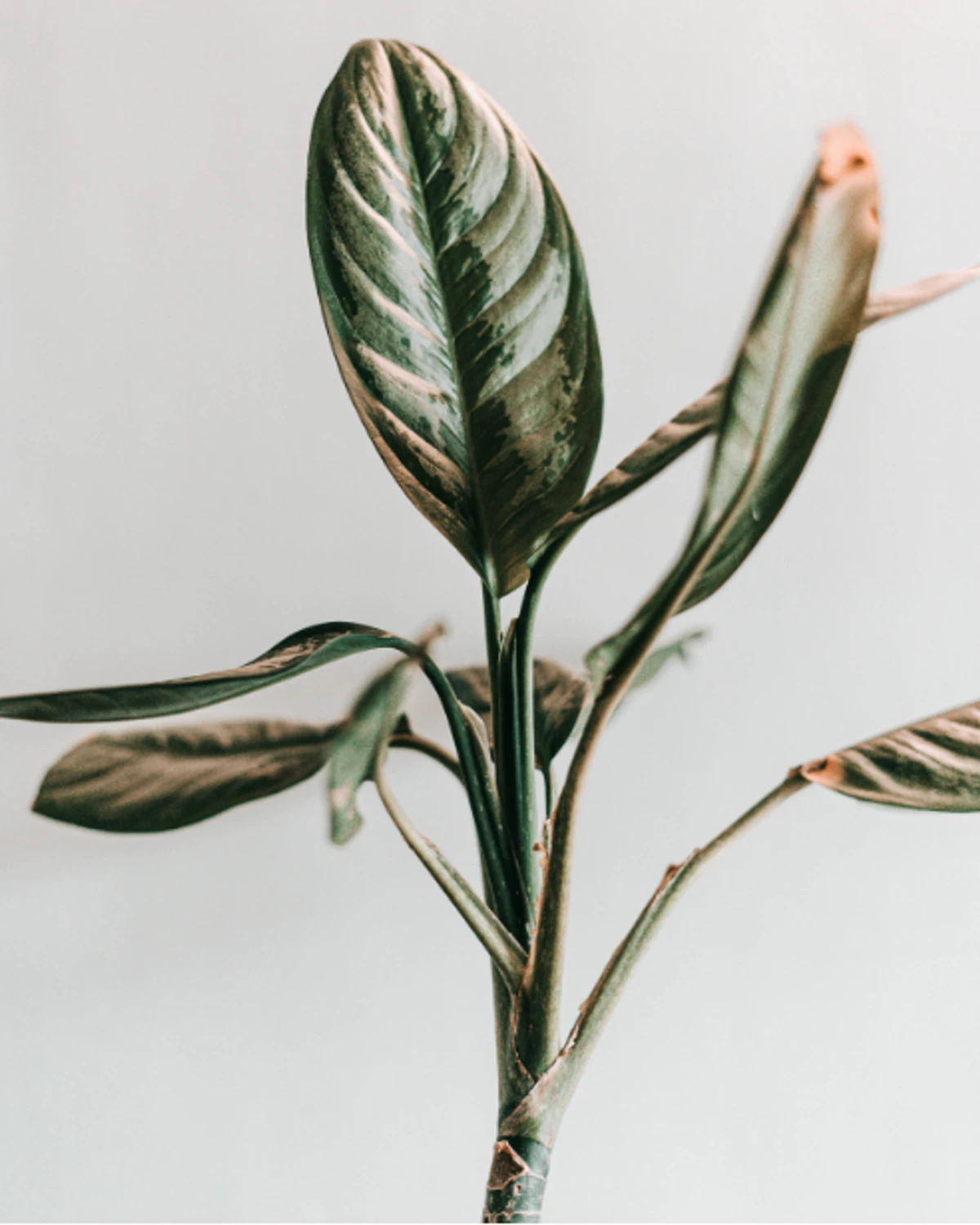 The Role Of Love In Therapy