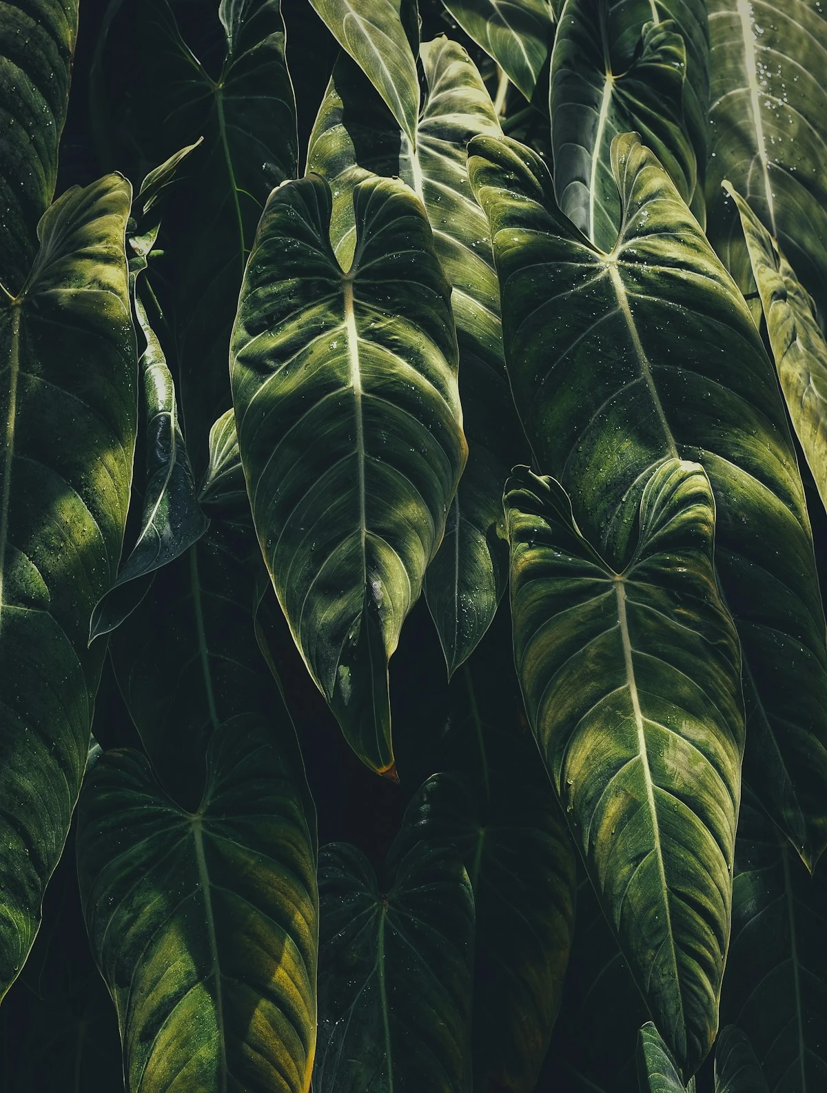 How the Wellness Model Informs Holistic Mental Health Care