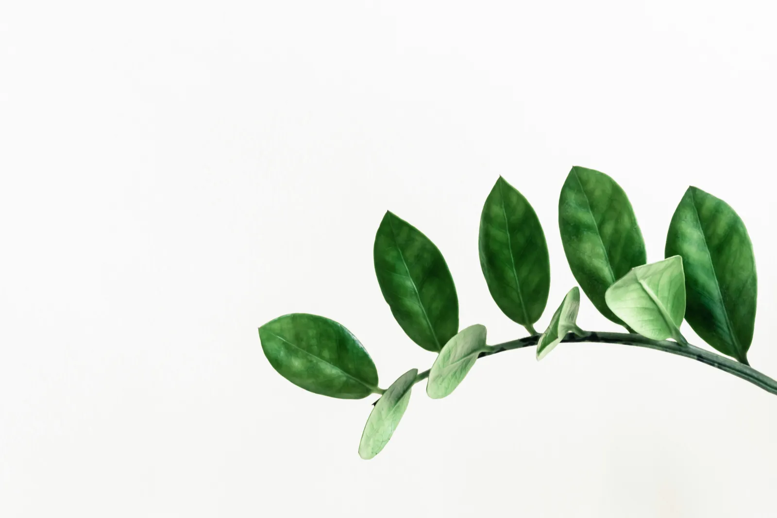 Zamioculcas leaves arcing gracefully against a white wall