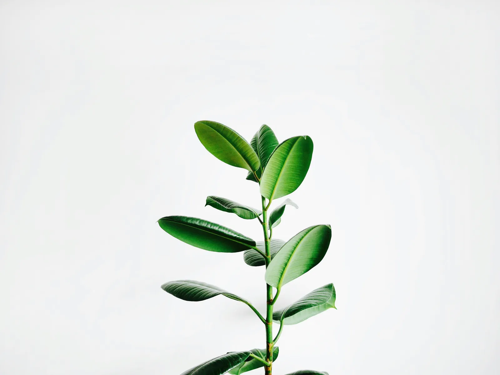 Single rubber plant stem reaching upward