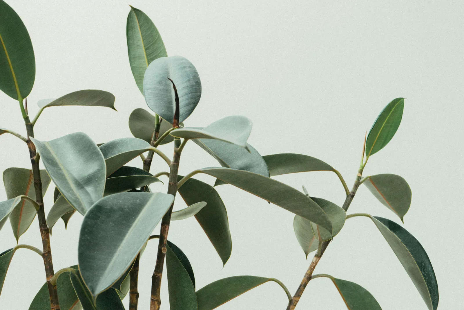 Rubber plant leaves in soft natural light