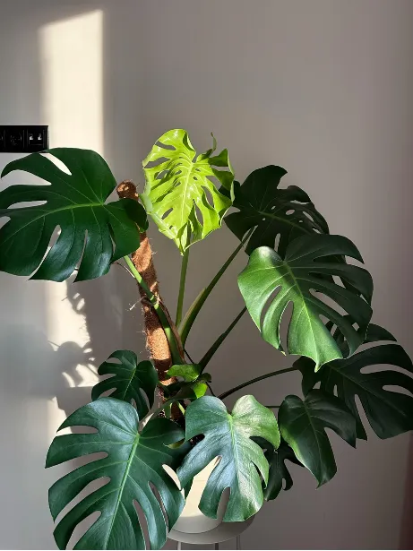 Monstera leaves in warm afternoon light