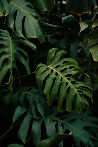 Monstera leaves in dramatic, moody light