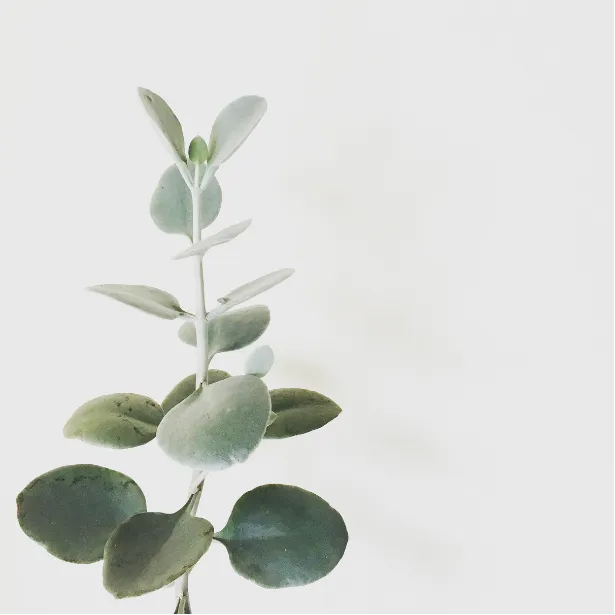 Eucalyptus branch, evoking calm and mindful practice
